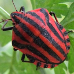 Graphosoma italicum